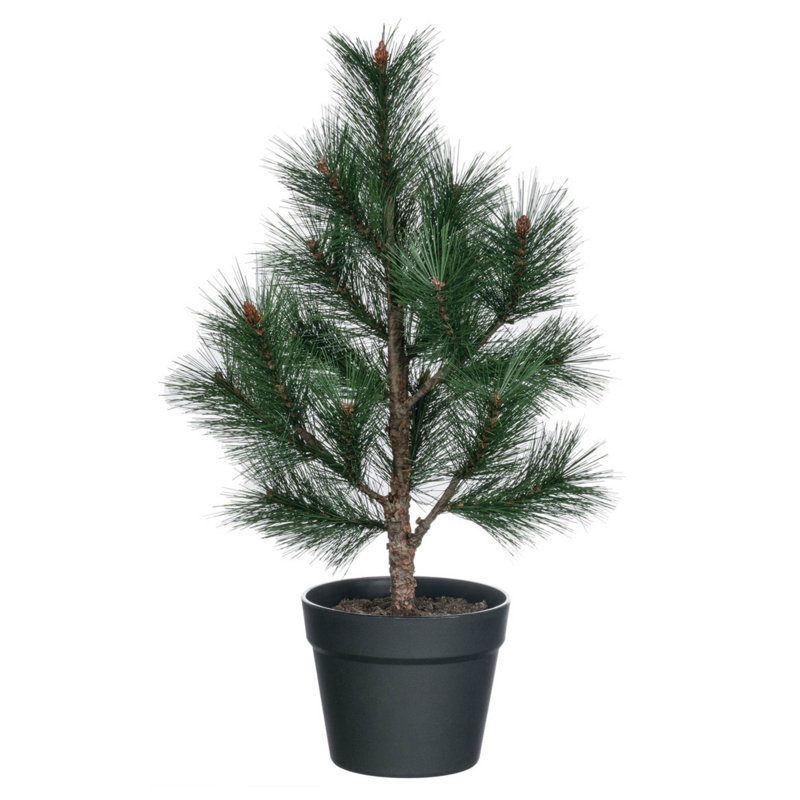 Millwood Pines Pine Tree in Pot & Reviews Wayfair